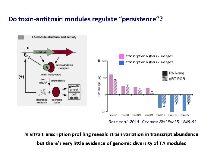 Do toxin-antitoxin modules regulate “persistence”? transcription higher in Lineage 1 transcription higher in Lineage
