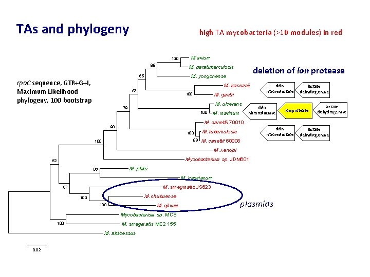 TAs and phylogeny high TA mycobacteria (>10 modules) in red 100 88 M. paratuberculosis