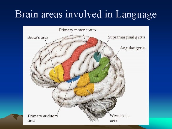 Brain areas involved in Language 