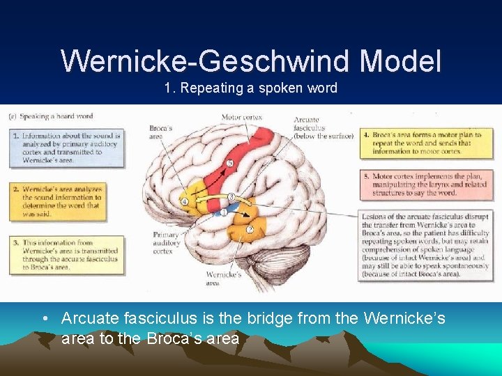 Wernicke-Geschwind Model 1. Repeating a spoken word • Arcuate fasciculus is the bridge from