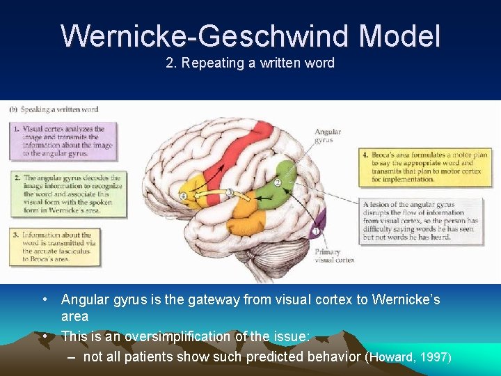 Wernicke-Geschwind Model 2. Repeating a written word • Angular gyrus is the gateway from