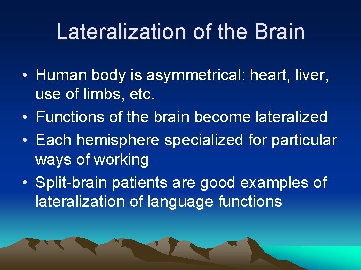 Lateralization of the Brain • Human body is asymmetrical: heart, liver, use of limbs,