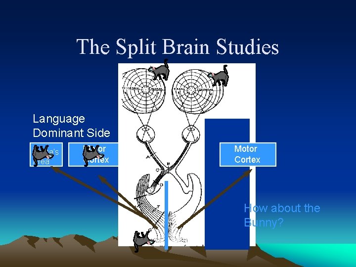 The Split Brain Studies Language Dominant Side Broca’s Area Motor Cortex How about the