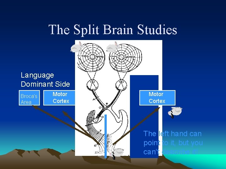 The Split Brain Studies Language Dominant Side Broca’s Area Motor Cortex The left hand