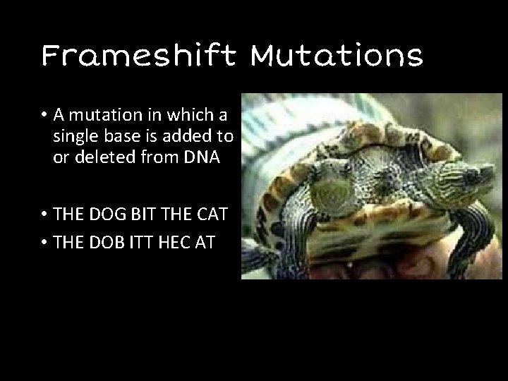 Frameshift Mutations • A mutation in which a single base is added to or
