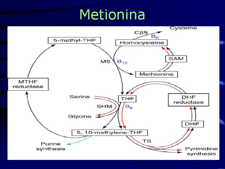 Metionina 