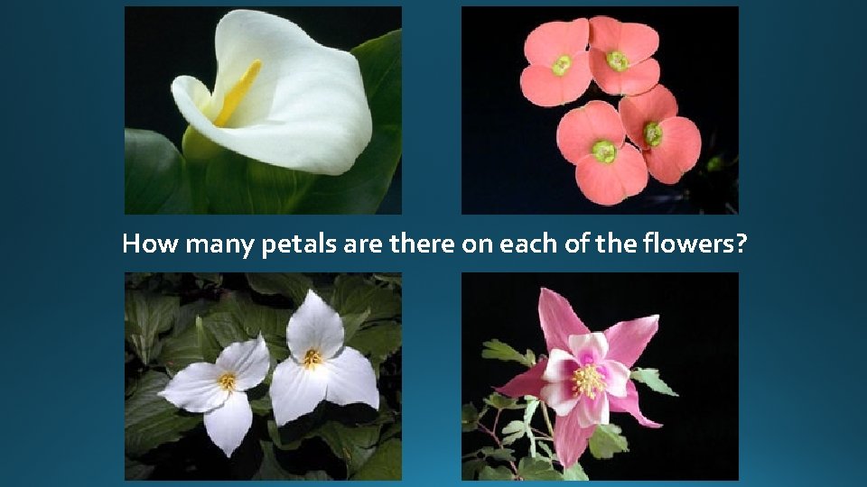 How many petals are there on each of the flowers? 