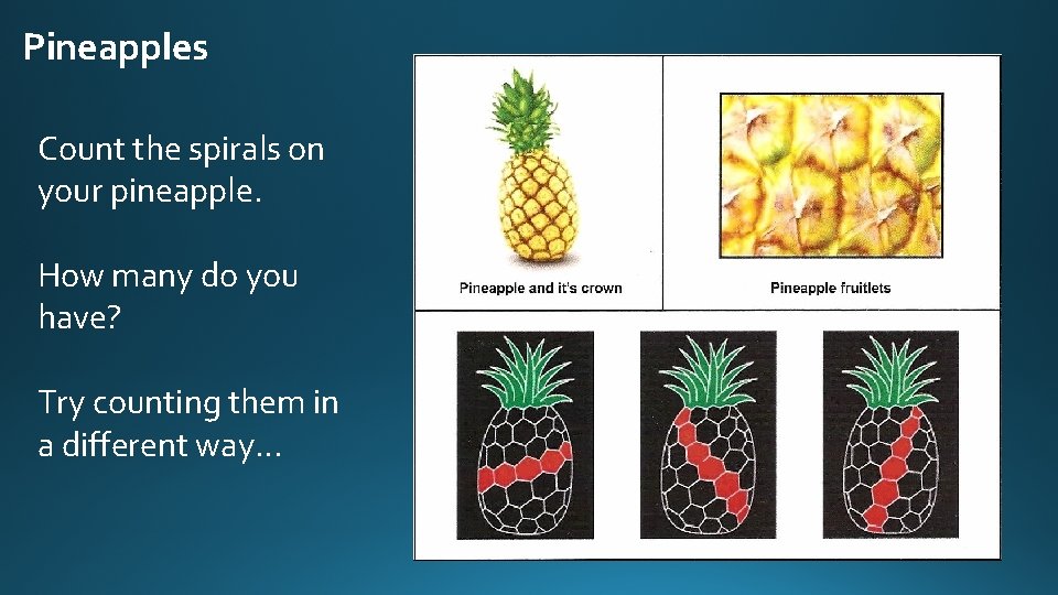 Pineapples Count the spirals on your pineapple. How many do you have? Try counting