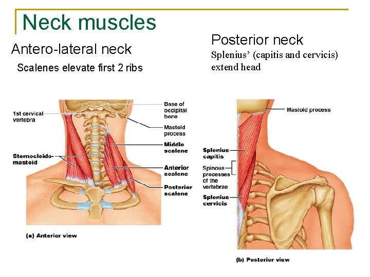 Neck muscles Antero-lateral neck Scalenes elevate first 2 ribs Posterior neck Splenius’ (capitis and