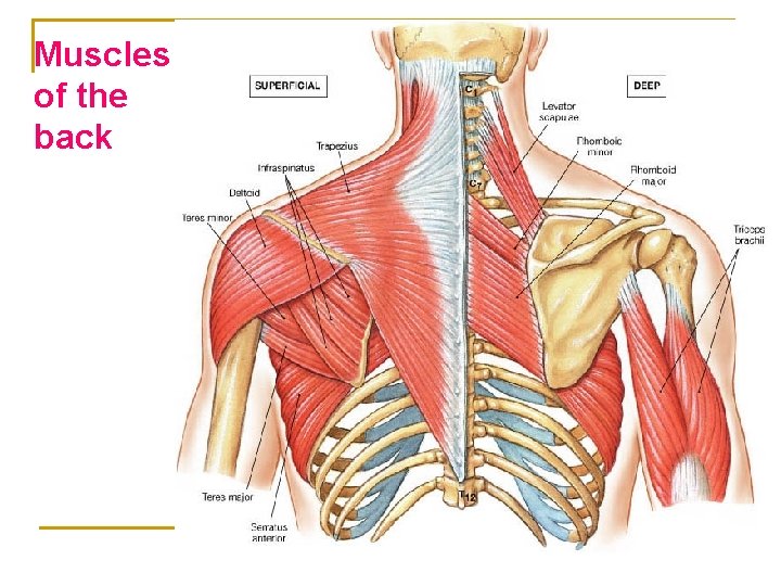Muscles of the back 