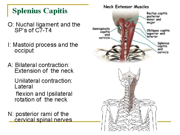 Splenius Capitis O: Nuchal ligament and the SP’s of C 7 -T 4 I: