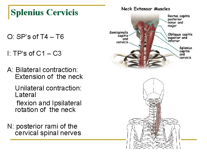 Splenius Cervicis O: SP’s of T 4 – T 6 I: TP’s of C