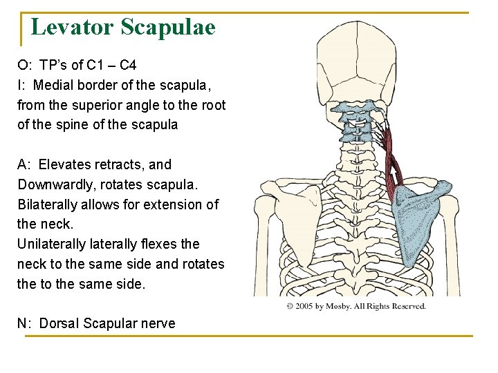 Levator Scapulae O: TP’s of C 1 – C 4 I: Medial border of