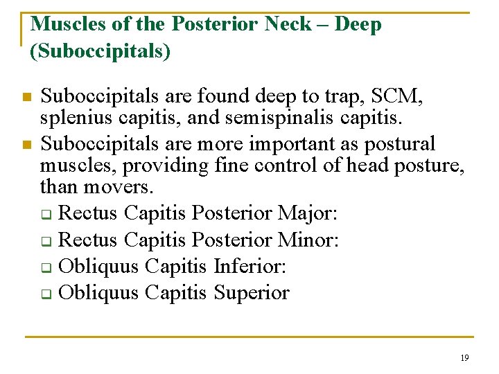 Muscles of the Posterior Neck – Deep (Suboccipitals) n n Suboccipitals are found deep