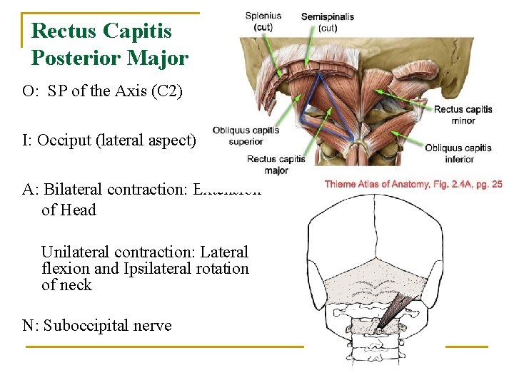 Rectus Capitis Posterior Major O: SP of the Axis (C 2) I: Occiput (lateral