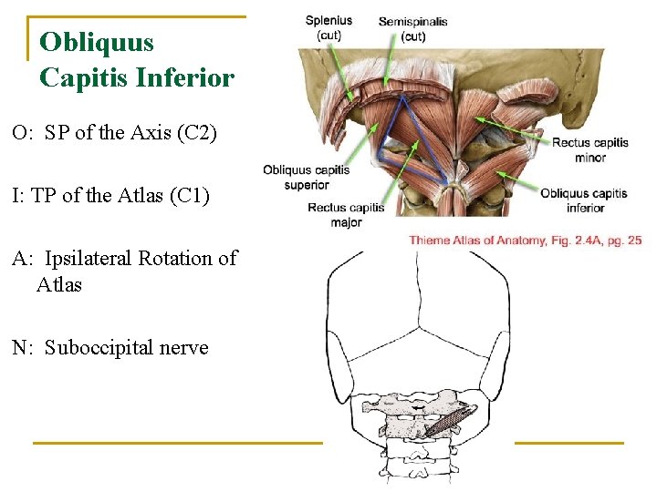 Obliquus Capitis Inferior O: SP of the Axis (C 2) I: TP of the