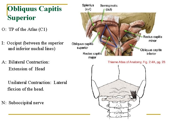 Obliquus Capitis Superior O: TP of the Atlas (C 1) I: Occiput (between the