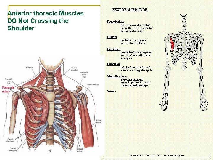 Anterior thoracic Muscles DO Not Crossing the Shoulder 