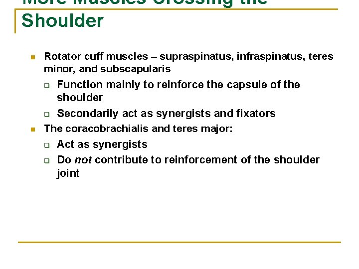More Muscles Crossing the Shoulder n Rotator cuff muscles – supraspinatus, infraspinatus, teres minor,