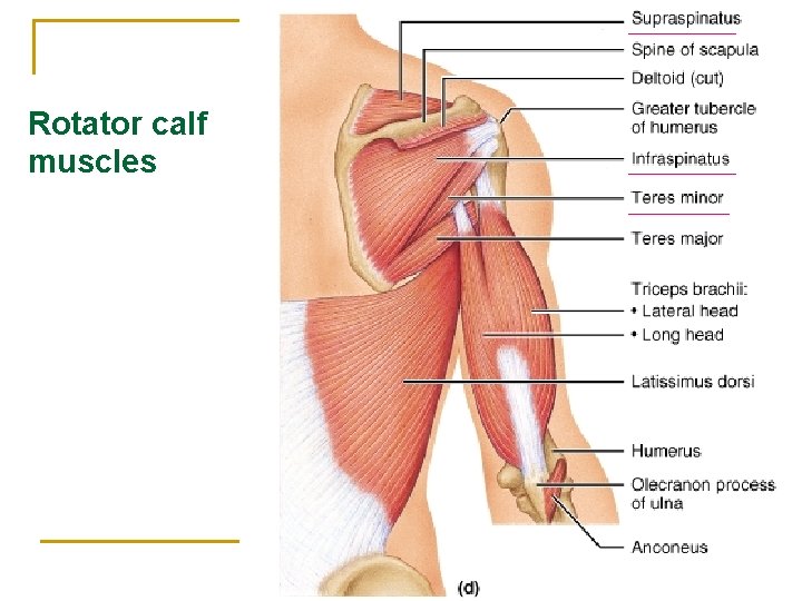 Rotator calf muscles 
