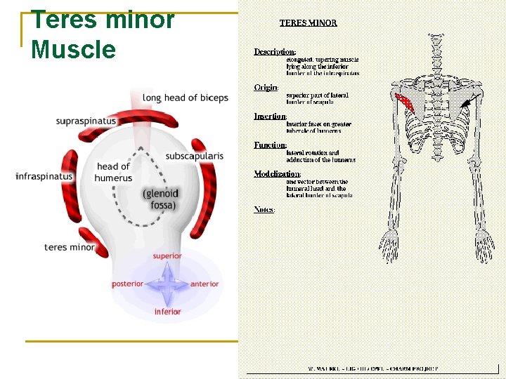 Teres minor Muscle 