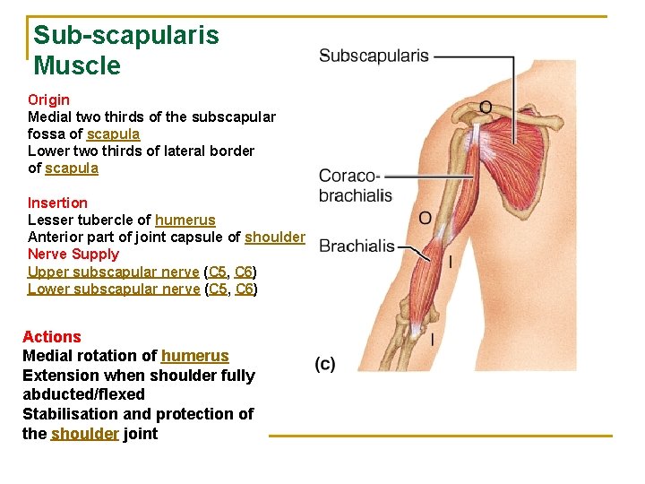 Sub-scapularis Muscle Origin Medial two thirds of the subscapular fossa of scapula Lower two