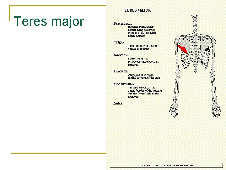 Teres major 