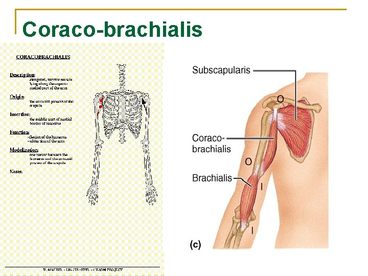 Coraco-brachialis 