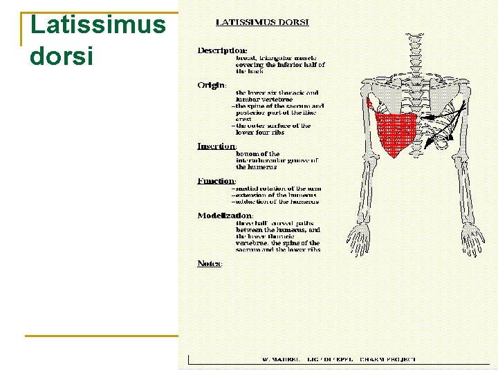 Latissimus dorsi 