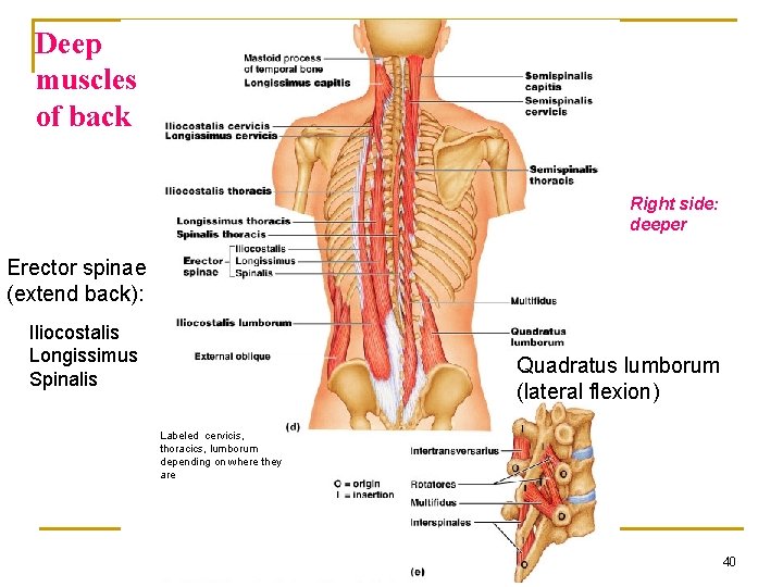 Deep muscles of back Right side: deeper Erector spinae (extend back): Iliocostalis Longissimus Spinalis