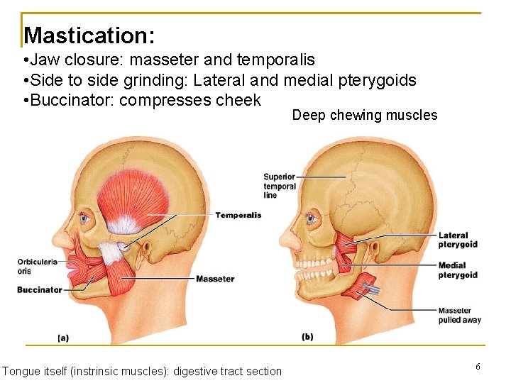 Mastication: • Jaw closure: masseter and temporalis • Side to side grinding: Lateral and
