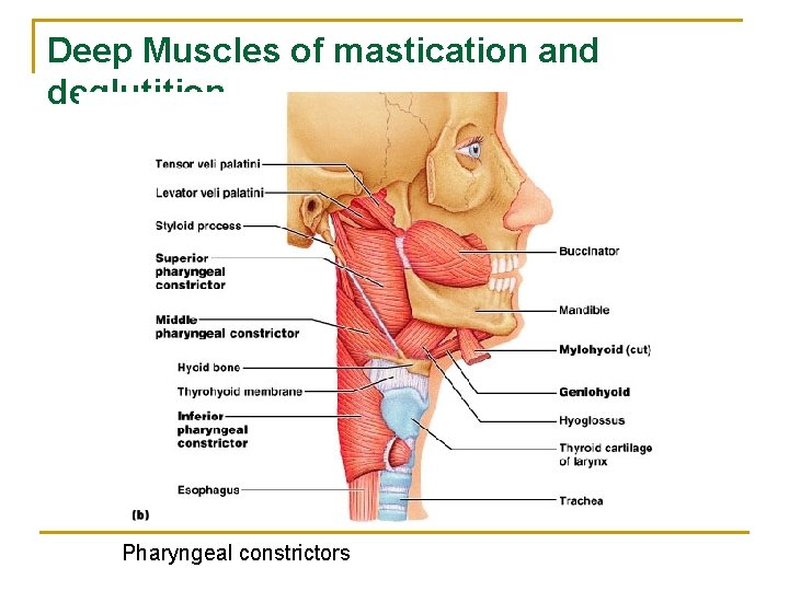 Deep Muscles of mastication and deglutition Pharyngeal constrictors 
