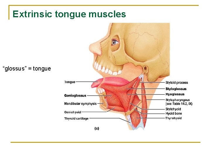 Extrinsic tongue muscles “glossus” = tongue 