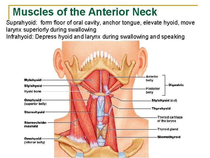 Muscles of the Anterior Neck Suprahyoid: form floor of oral cavity, anchor tongue, elevate