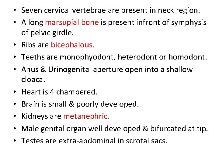  • Seven cervical vertebrae are present in neck region. • A long marsupial