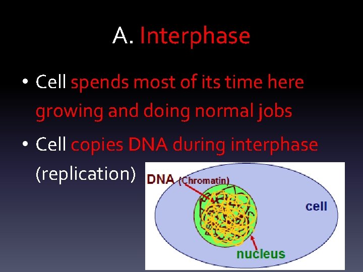 A. Interphase • Cell spends most of its time here growing and doing normal