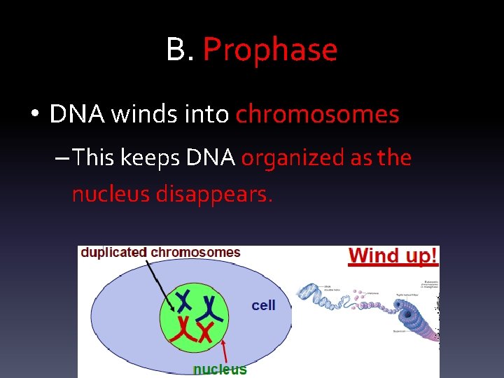 B. Prophase • DNA winds into chromosomes – This keeps DNA organized as the