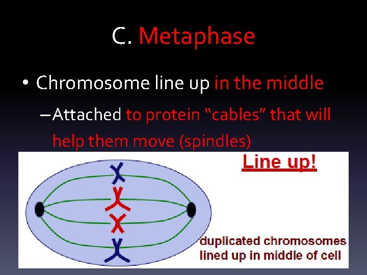 C. Metaphase • Chromosome line up in the middle – Attached to protein “cables”