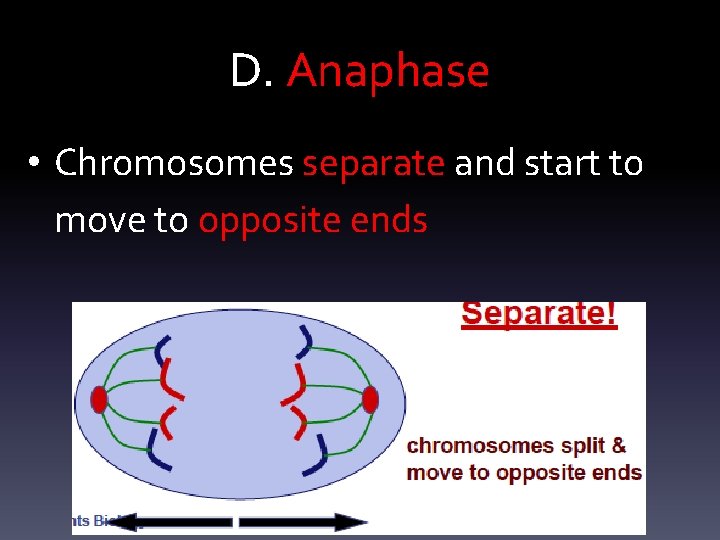 D. Anaphase • Chromosomes separate and start to move to opposite ends 