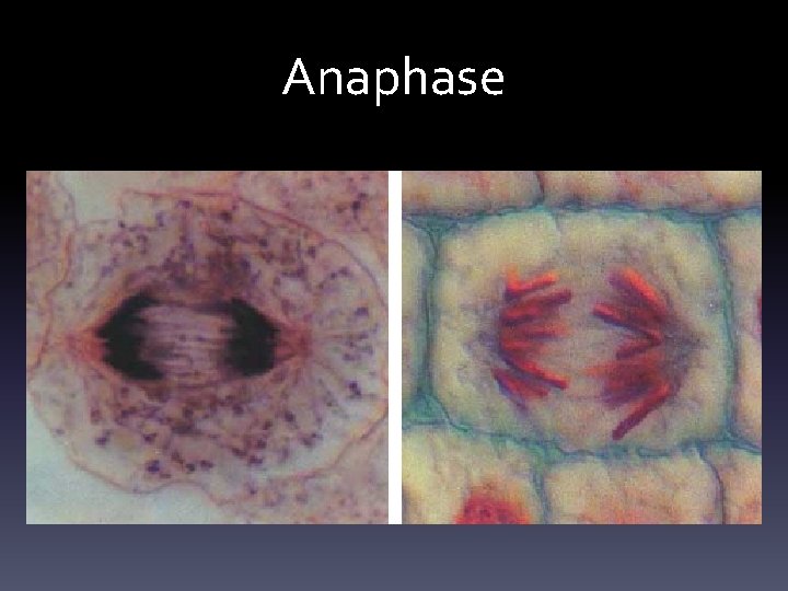 Anaphase 