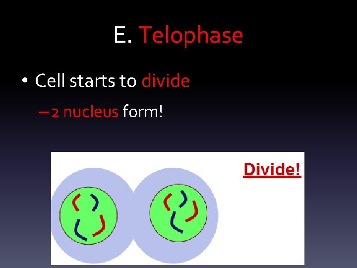 E. Telophase • Cell starts to divide – 2 nucleus form! 
