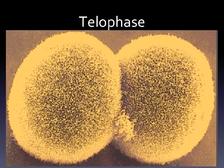 Telophase 