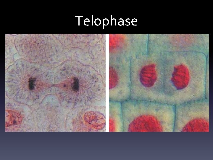 Telophase 