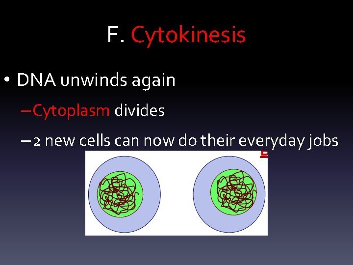 F. Cytokinesis • DNA unwinds again – Cytoplasm divides – 2 new cells can