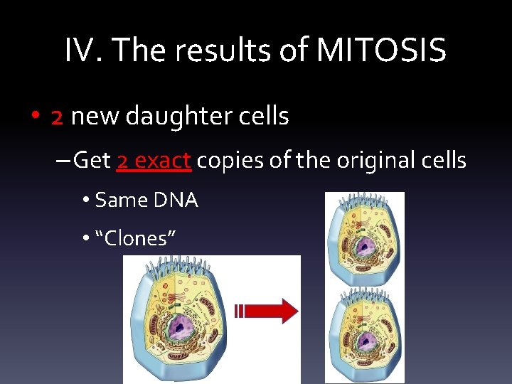 IV. The results of MITOSIS • 2 new daughter cells – Get 2 exact