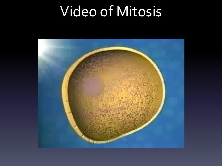 Video of Mitosis 