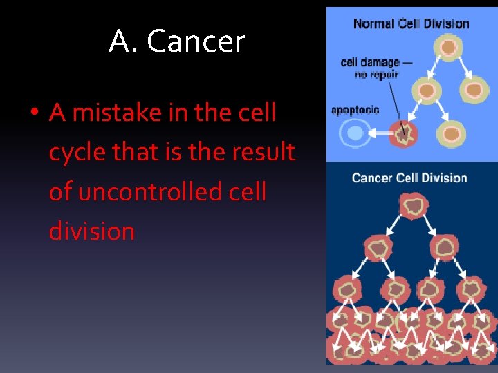 A. Cancer • A mistake in the cell cycle that is the result of