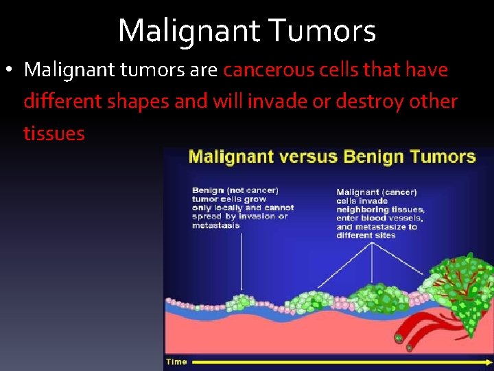 Malignant Tumors • Malignant tumors are cancerous cells that have different shapes and will
