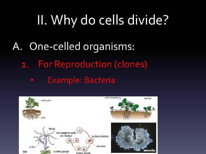 II. Why do cells divide? A. One-celled organisms: 1. For Reproduction (clones) • Example: