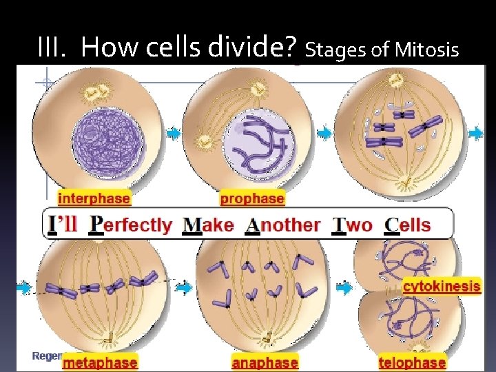 III. How cells divide? Stages of Mitosis 